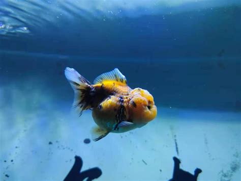 鱼缸养鱼为什么老死鱼（饲养观赏鱼死亡的6个常见原因） - 胖萌舍宠物网