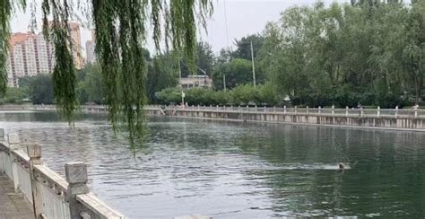 北京护城河里学游泳？结果体力不支，一男一女被困河中心