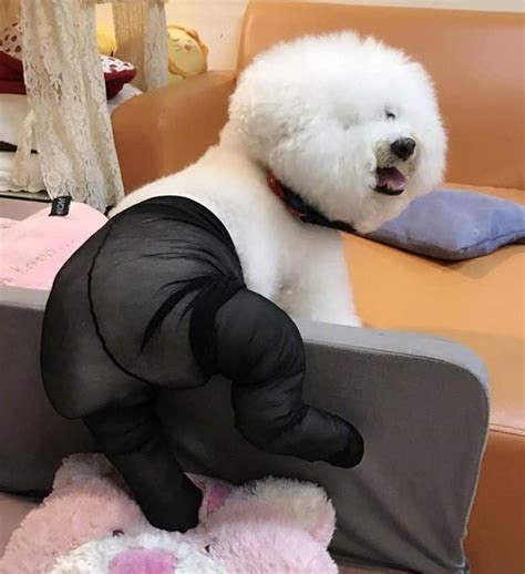 穿丝袜的狗狗图片