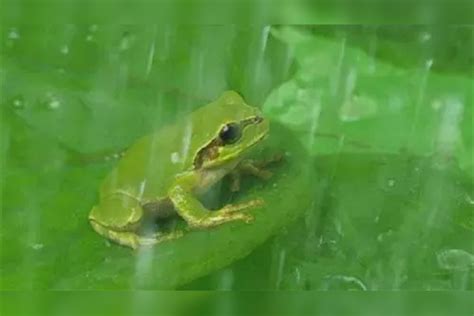 生吞5只青蛙“进补”，杭州男子感染寄生虫紧急送医