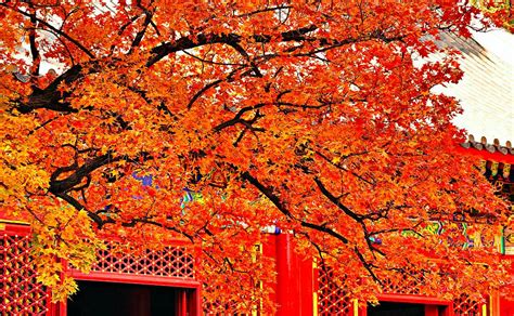 盘点中国最适合观赏红叶之地 趁着深秋赶紧出发！_凤凰旅游
