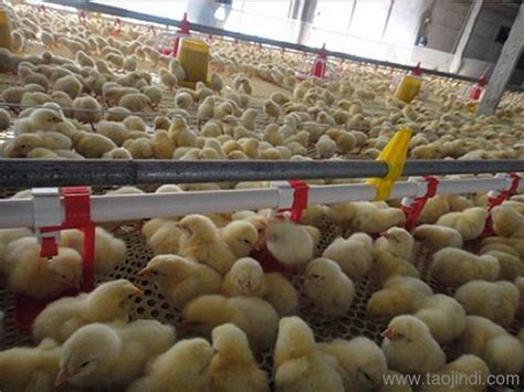 2021年中国肉鸡行业研究报告 - 知乎