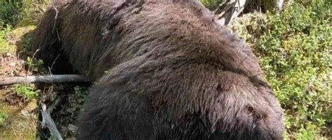 俄罗斯一猎人偷猎棕熊，也被熊一掌击碎脑骨，战斗民族真不怕熊？
