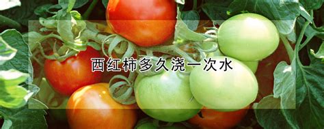西红柿多久浇一次水 —【发财农业网】