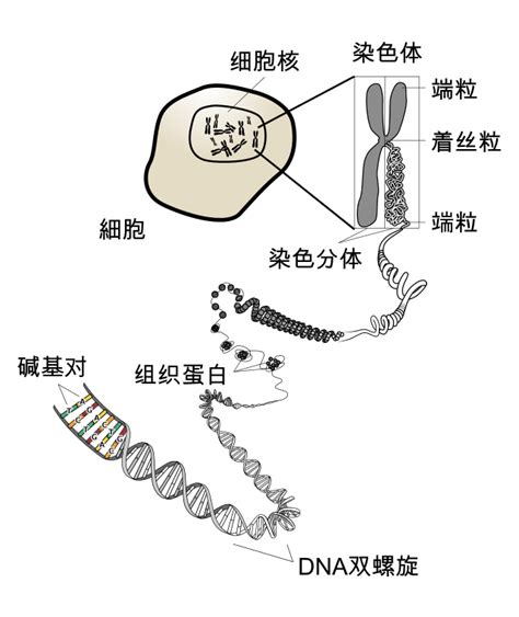 人教版 (新课标)必修1《分子与细胞》第3节 遗传信息的携带者──核酸授课ppt课件-教习网|课件下载