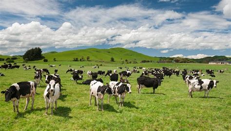 全民养牛打造生态共享科技养殖牧场，互联网+产业集群化发展_奶牛_肉牛_规模