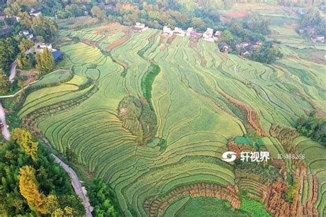 四川雅安：明前鲜茶叶上市-人民图片网
