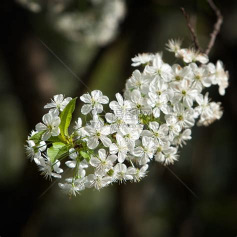 春天开花的树上的花白花高清图片下载-正版图片507492851-摄图网