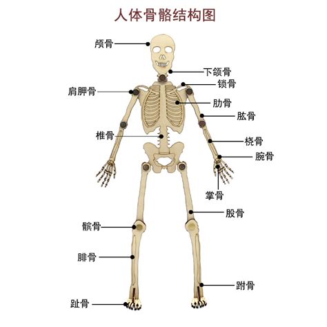 人体结构骨骼元素素材下载-正版素材401783445-摄图网