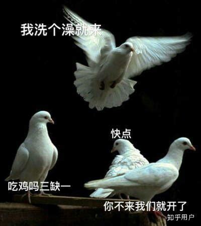 鸽子表情包图片