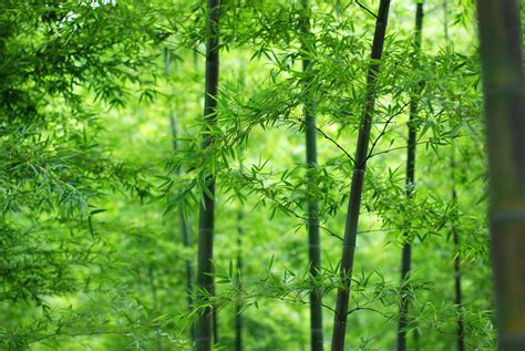 竹林,绿色竹叶,竹子,4K护眼风景壁纸-千叶网