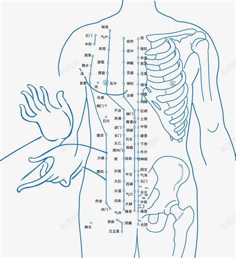 经络穴位平面矢量图png图片免费下载-素材7xiPWaWUj-新图网