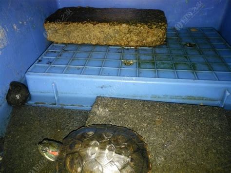 世界上最小的乌龟——沃尔塔泥龟|乌龟|沃尔塔|龟_新浪新闻