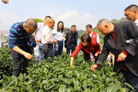 贵州湄潭茶叶科技小院正式揭牌-西南大学资源环境学院