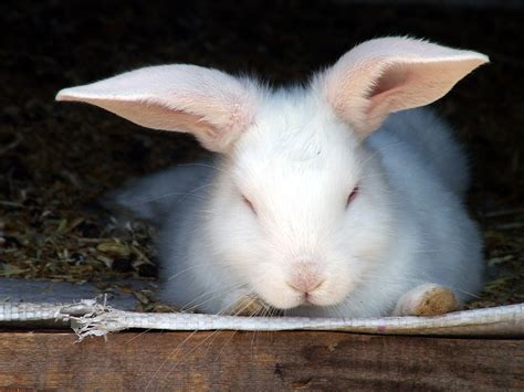 属兔的人几月份出生最好命？属兔在几月出生最好_生肖_若朴堂文化
