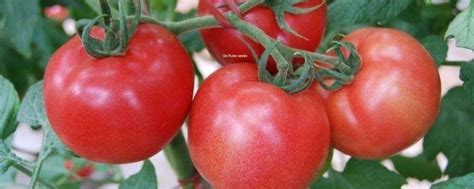 西红柿整枝打杈方法，需要注意哪几点-农百科