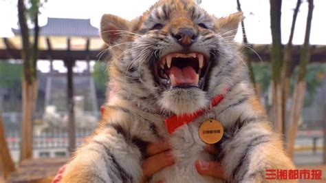 老虎Pantheratigris是菲利达家族的一员是五神豹中四只大猫最的一只老虎是东亚和南大部分地方的土生长是顶级捕食者肉动物高清图片下载 ...