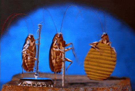怎样灭蟑螂 - 业百科