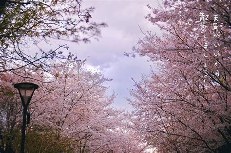 樱花图片