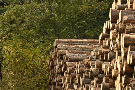 浅谈2020木材行业现状 - 知乎