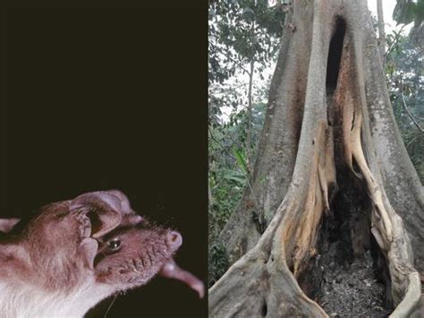 埃博拉疫情源头：空心大树中的“蝙蝠洞”？| 果壳 科技有意思