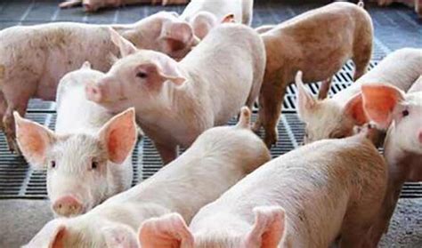 养猪与猪病防治