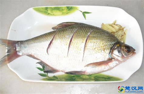 乌鲁木齐水族批发市场有哪些地方卖海鲜鱼，乌鲁木齐最大的水产批发在哪里 - 观赏鱼水族批发市场 - 广州观赏鱼批发市场