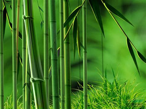 姬翠竹的养护方法有哪些-绿宝园林网