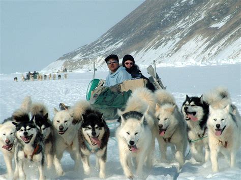 阿拉斯加冬季篇 -- 狗拉雪橇吱溜溜，雪国极光空悠悠 - 知乎