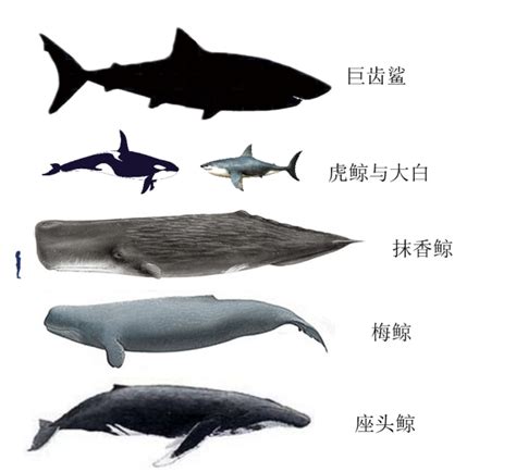 巨型巨齿鲨,巨型章鱼吃鲨鱼,巨齿鲨吃鲨的图片_大山谷图库