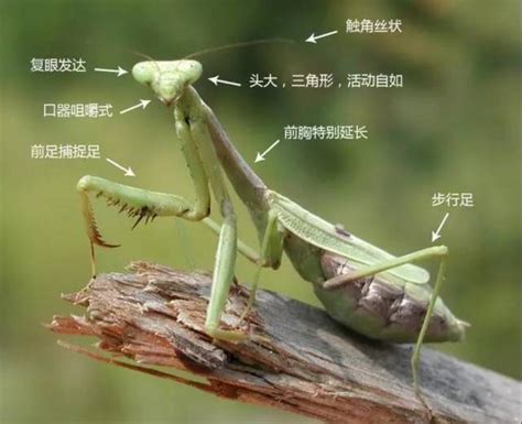螳螂吃什么食物，怎么捕食，寿命有多长？ - 农敢网