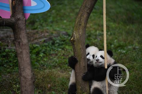 萌翻！重庆两对熊猫双胞胎名字来了：星星&辰辰 奇珍&奇宝
