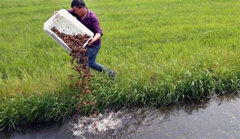 稻虾产业助推江西南康区品牌农业生态经济发展-上海美御