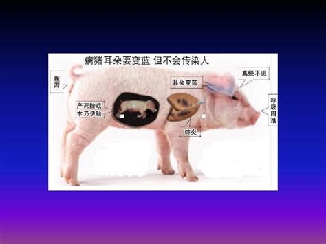 猪养殖-金益农科技