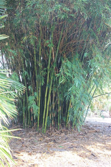 竹子的品种大全,名字_大山谷图库