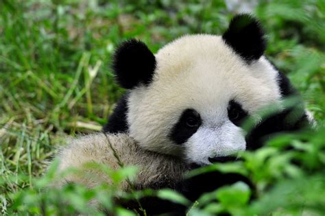 小熊猫摄影图__野生动物_生物世界_摄影图库_昵图网nipic.com