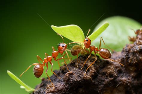 蚂蚁团结合作,团结合作,团结合作素材_大山谷图库