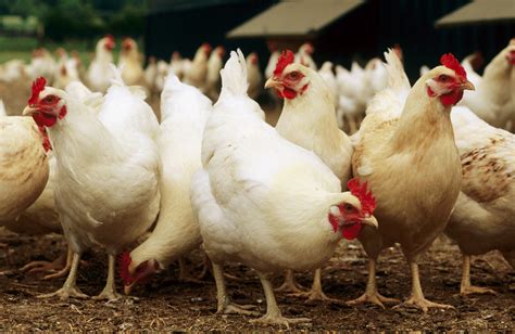 肉鸡长得快，全靠基因和科学饲养_集团新闻_新闻资讯_圣农集团