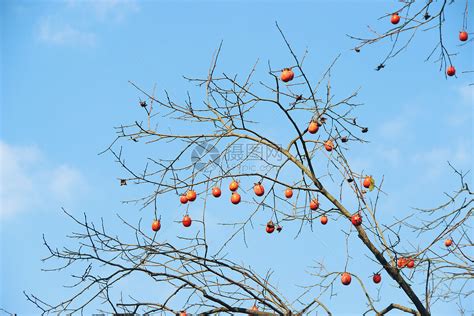 柿子树适合在南方种植吗？-绿宝园林网