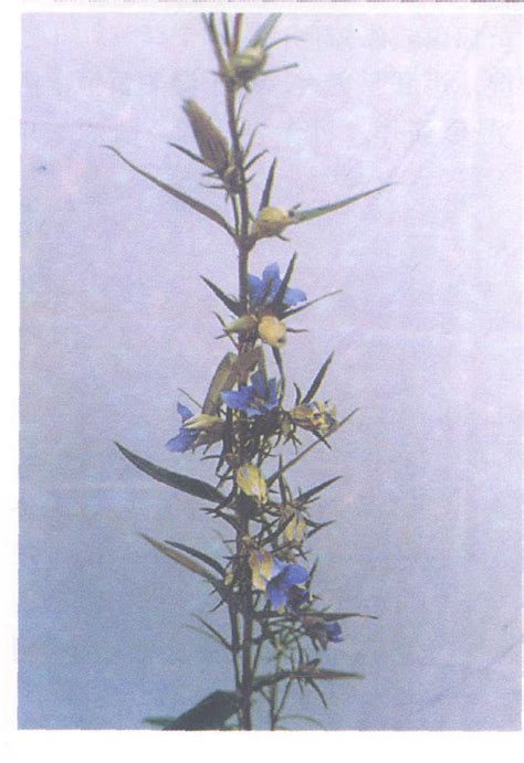 深红龙胆-神农架植物-图片