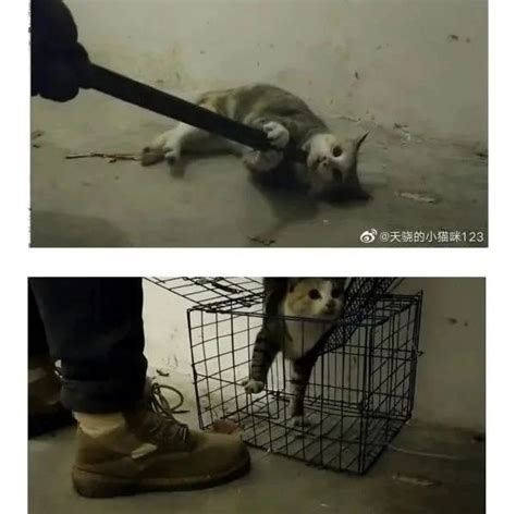 官方通报虐猫男子被爱猫人士拘禁殴打：多人涉嫌违法犯罪被调查_凤凰网视频_凤凰网