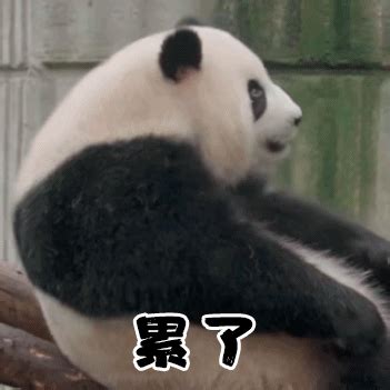搞笑表情包系列：可爱的大熊猫已上线