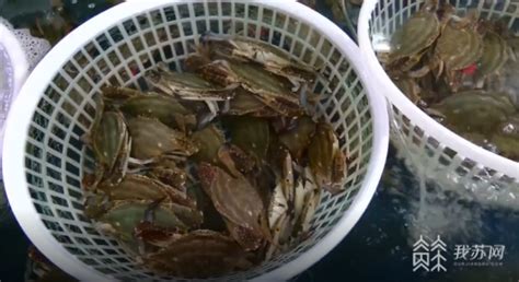 连云港赣榆海头鲜活新鲜皮皮虾肉 虾爬子肉 当天现剥皮皮虾肉-阿里巴巴