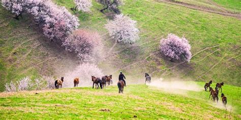新疆的春天叫伊犁！花海、草原、原野组成了一幅人间最美的画卷|新疆|福寿山|杏花_新浪新闻