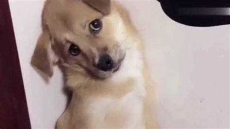 狗狗被罚站，一脸无辜的表情太可爱了_腾讯视频