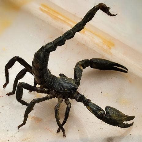 【蝎子常识】蝎子怎么分辨公母（辨雌雄）_蝎子养殖网 - 手机版