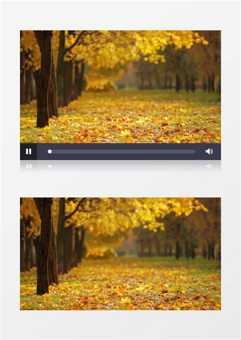 秋日微风下的树和落叶实拍视频素材模板下载_实拍_图客巴巴