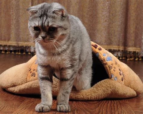 养猫后家里出现9大“灵异现象”！猫咪是不是真的很邪门？