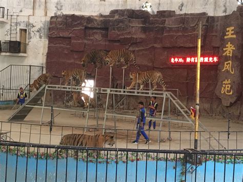 2023九峰森林动物园游玩攻略,但是那个梦幻剧场的老虎表演...【去哪儿攻略】