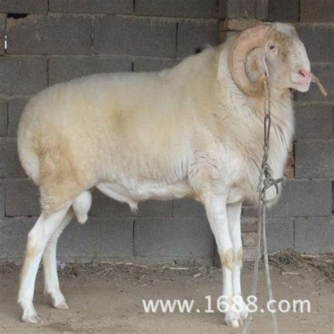 繁殖最快的羊是什么品种？ - 惠农网